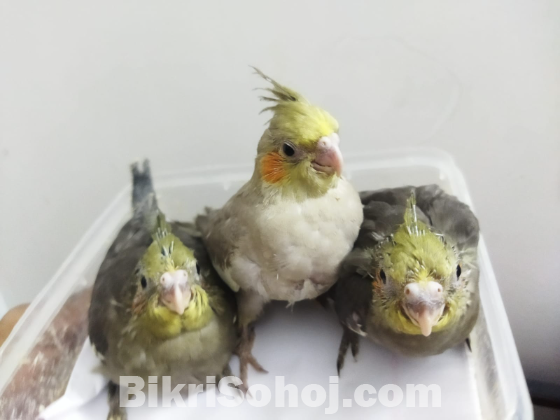 Cinnamon Cockatiel Bird